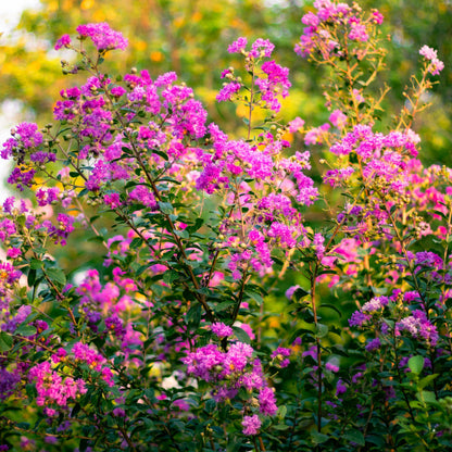 Pink Crape Myrtle Seeds (Lagerstroemia indica)