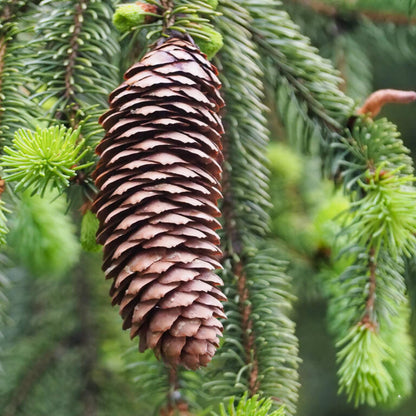 Norway Spruce Tree Seeds- (Picea abies)