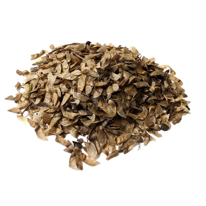 Katsura Tree Seeds-(Cercidiphyllum japonicum)