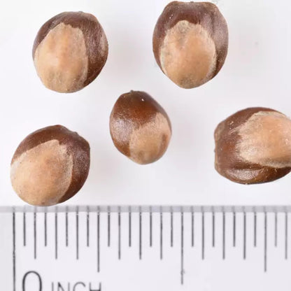 Oneseed Juniper Tree Seeds-(Juniperus monosperma)