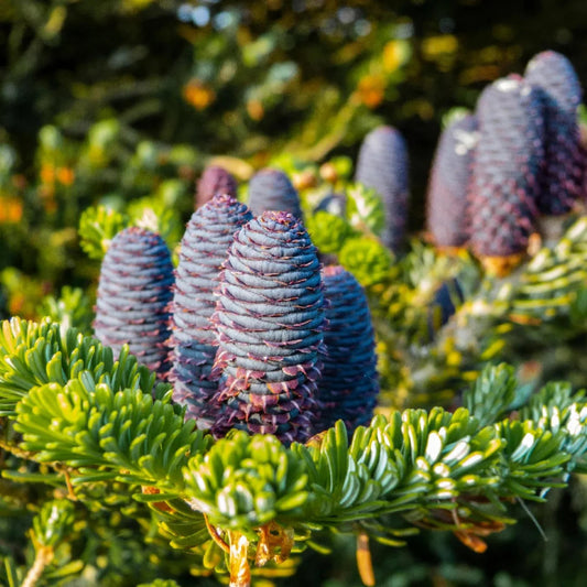 Balsam Fir seed cones — Abies balsamea, cold-hardy evergreen tree native to North America