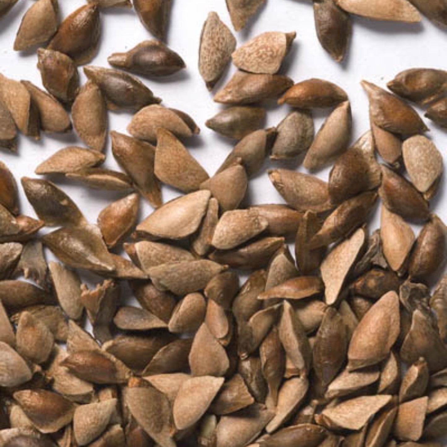 Balsam Fir seeds — Abies balsamea, cold-hardy evergreen tree for reforestation and native planting