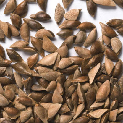 Balsam Fir seeds — Abies balsamea, cold-hardy evergreen tree for reforestation and native planting