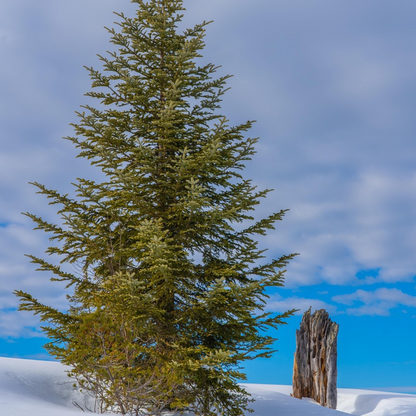 Balsam Fir Tree Seeds – (Abies balsamea)