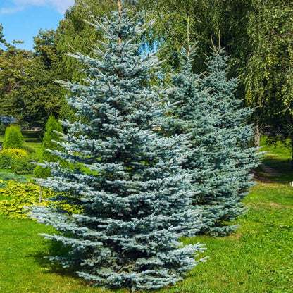 Colorado Blue Spruce-(Picea Pungens)
