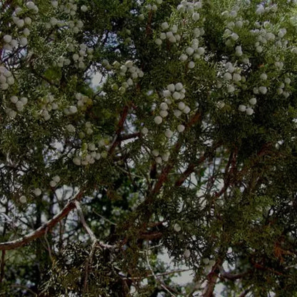 Oneseed Juniper Tree Seeds-(Juniperus monosperma)