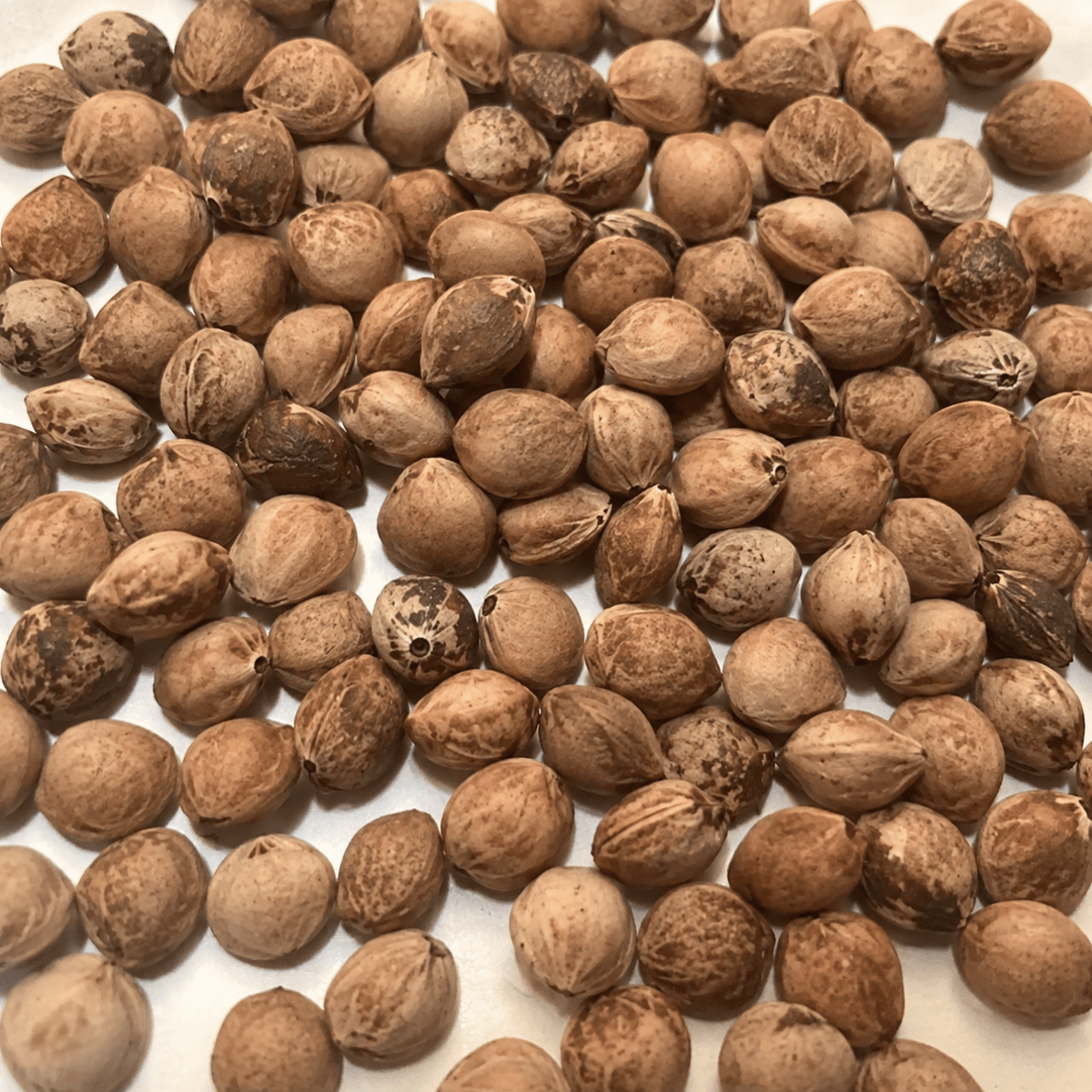 Black Cherry Tree Seeds – (Prunus serotina)