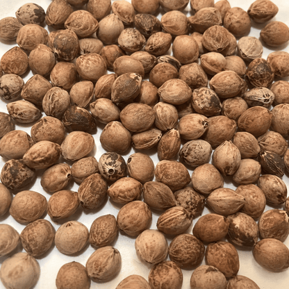 Black Cherry Tree Seeds – (Prunus serotina)