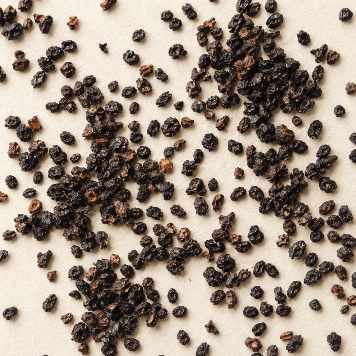 American Black Elderberry Tree Seeds | Common Elderberry | (Sambucus canadensis)