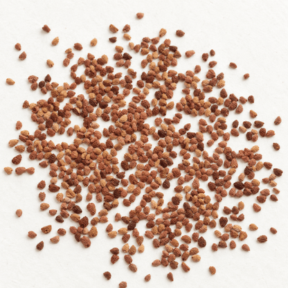 Black Raspberry Tree Seeds | Blackcap | (Rubus occidentalis)