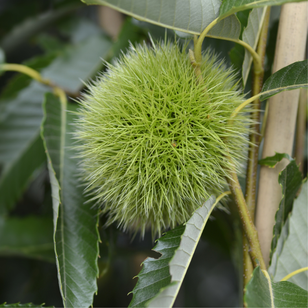 Bouche de Bétizac chestnut (Castanea crenata × sativa) green burr on branch with serrated leaves