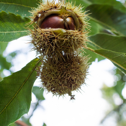 Bouche de Bétizac chestnut in spiny husk on tree branch with green leaves
