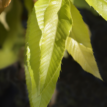 Bouche de Bétizac chestnut tree leaves close-up, serrated green foliage on branch