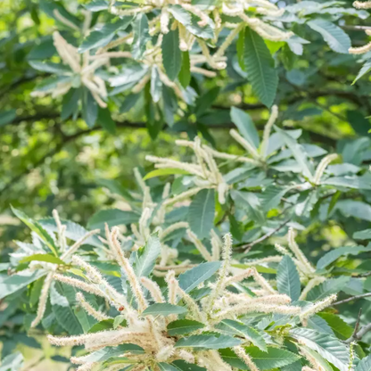 Bouche de Bétizac chestnut tree with green leaves and blooming flower catkins