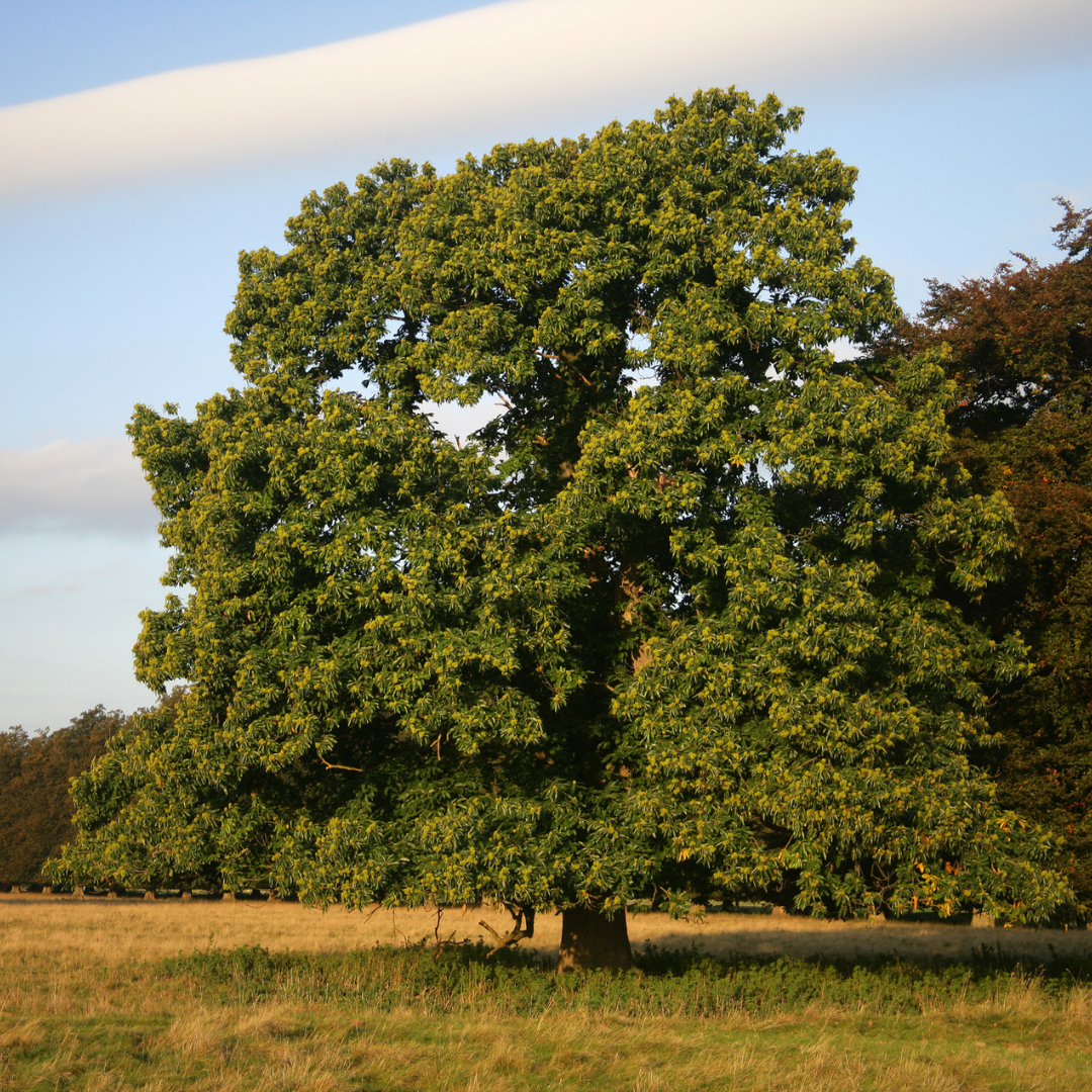 Mature Bouche de Bétizac Chestnut tree in a field, full canopy under clear sky