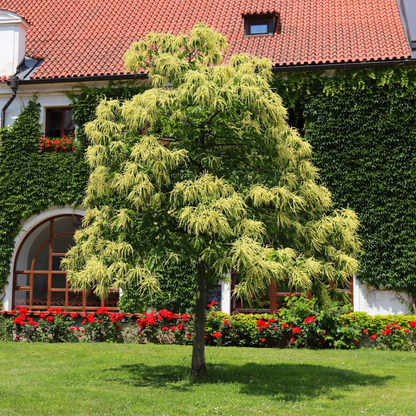 Bouche de Bétizac Chestnut tree in bloom with yellow flowers, ornamental landscaping in front of ivy-covered building