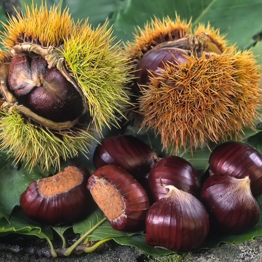 Bouche de Bétizac chestnut seeds (Castanea crenata × sativa) inside spiny burrs and harvested nuts on leaves