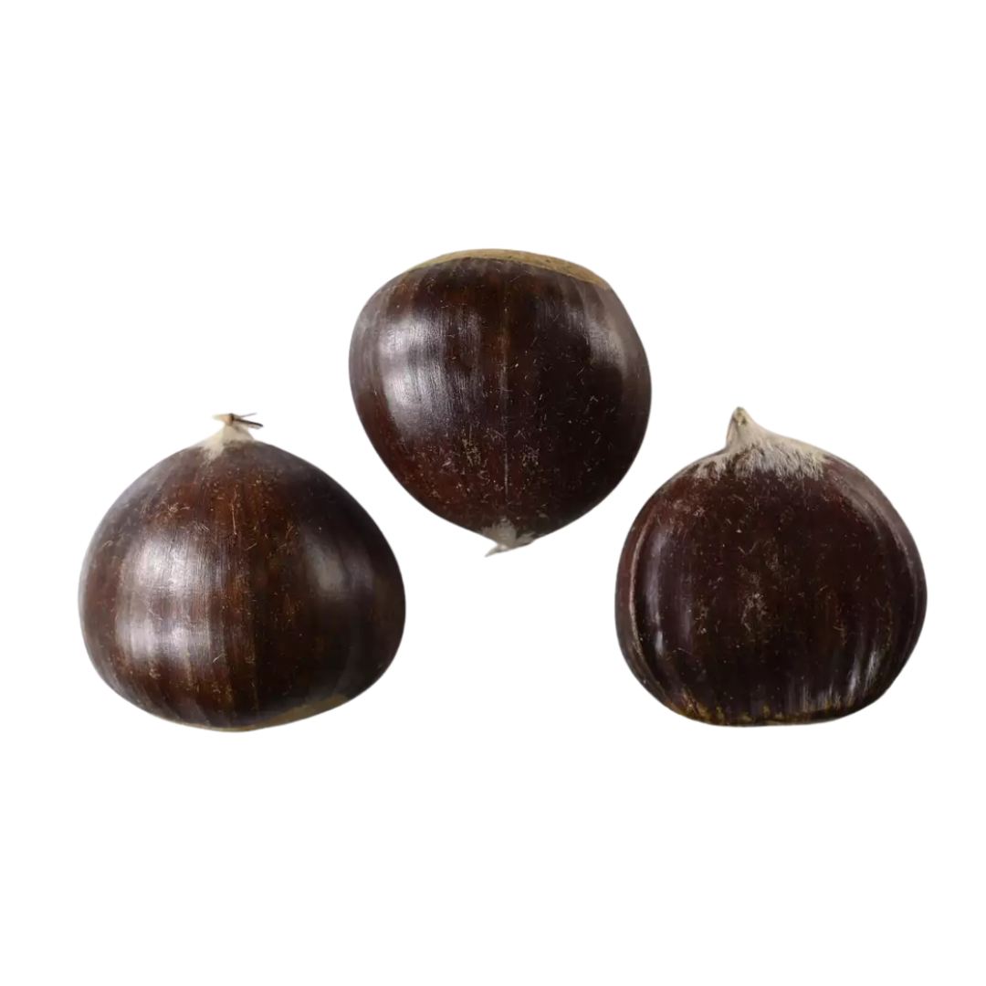 Bouche de Bétizac chestnut seeds (Castanea crenata × sativa) – close-up of harvested nuts on white background
