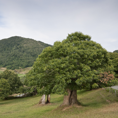 Mature Bouche de Bétizac Chestnut tree in grassy field