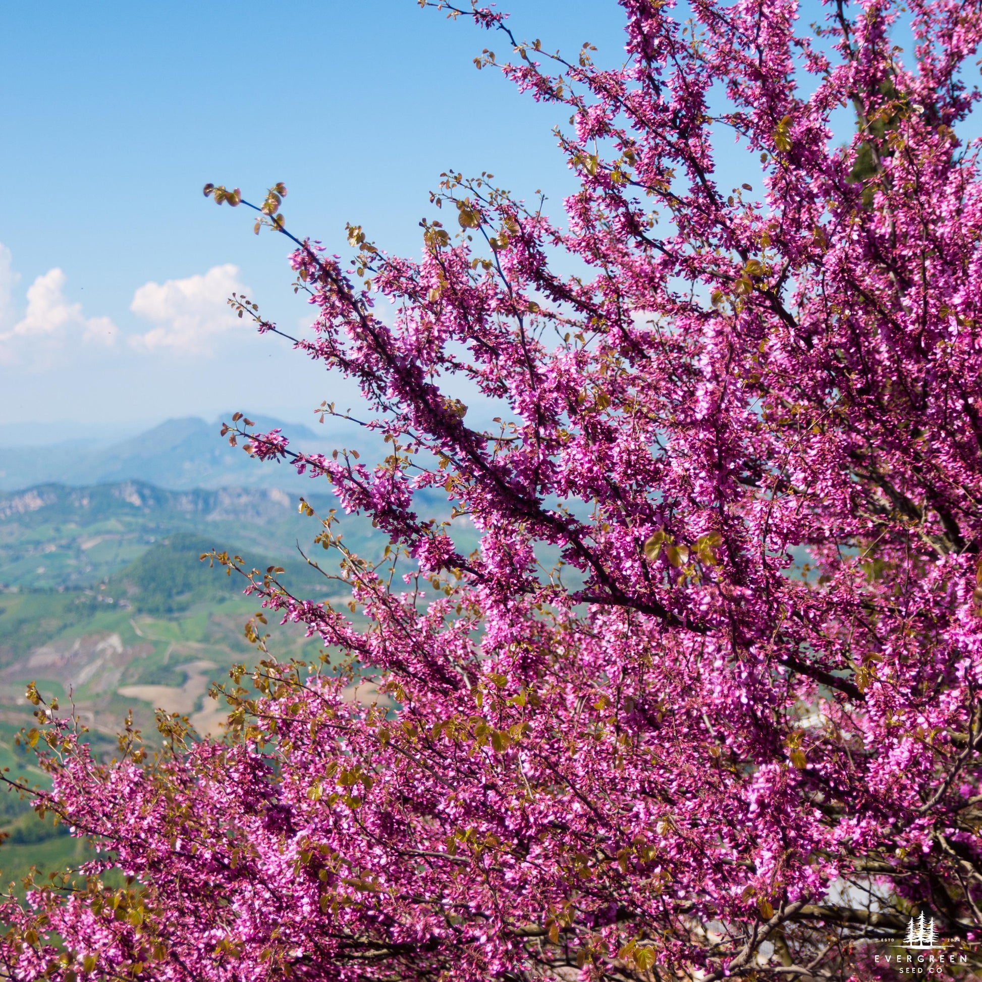 judas tree bonsai seeds Judas Tree Seeds | Cercis siliquastrum