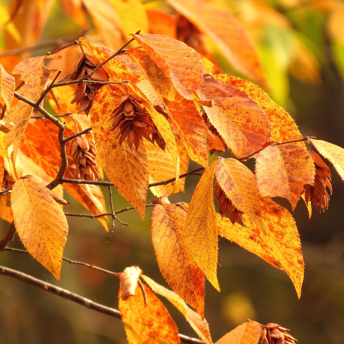 Eastern Hophornbeam Tree Seeds (Ostrya virginiana)