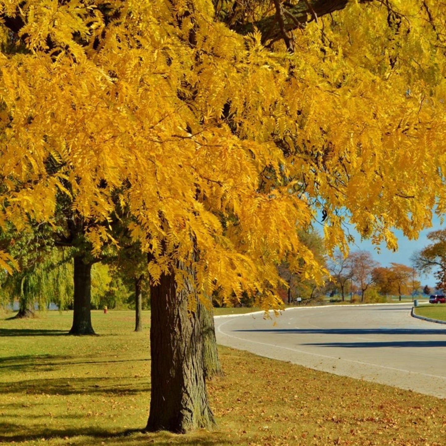 Thornless Honey Locust Tree Seeds-(Gleditsia triacanthos var. inermis)
