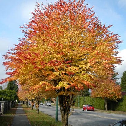 Katsura Tree Seeds-(Cercidiphyllum japonicum)