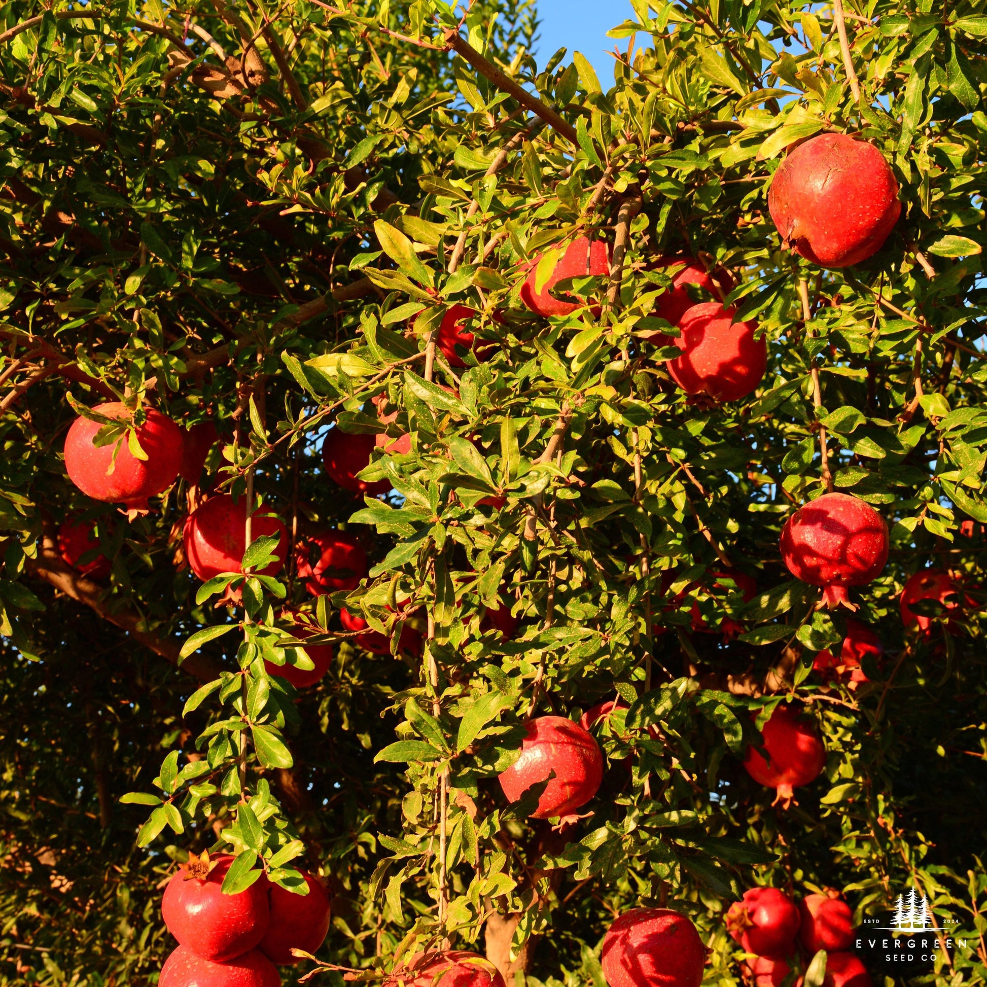 Ripe pomegranates hanging from a tree.