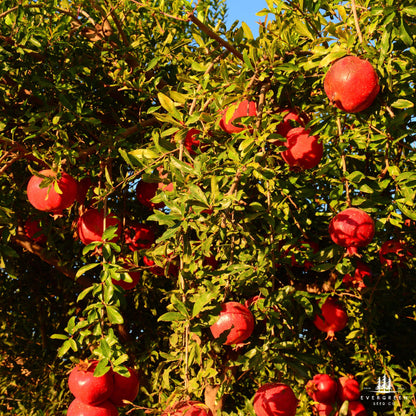Ripe pomegranates hanging from a tree.