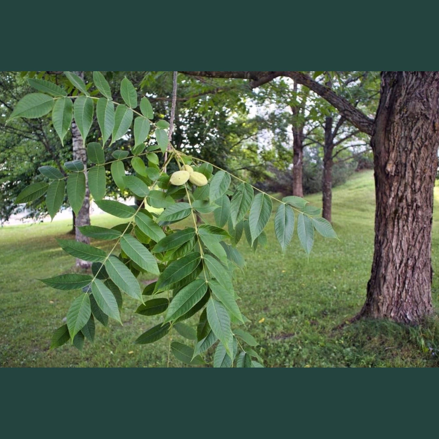 Butternut Tree Seeds-(Juglans cinerea)