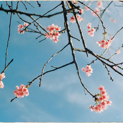 Japanese Mountain Cherry Tree 'Spontanea'-(Prunus serrulata 'Spontanea')