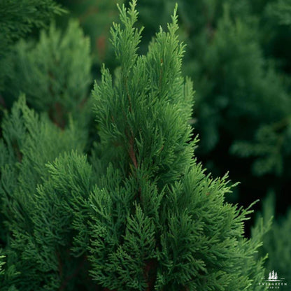 Eastern Red Cedar Tree Seeds-(Juniperus Virginiana)