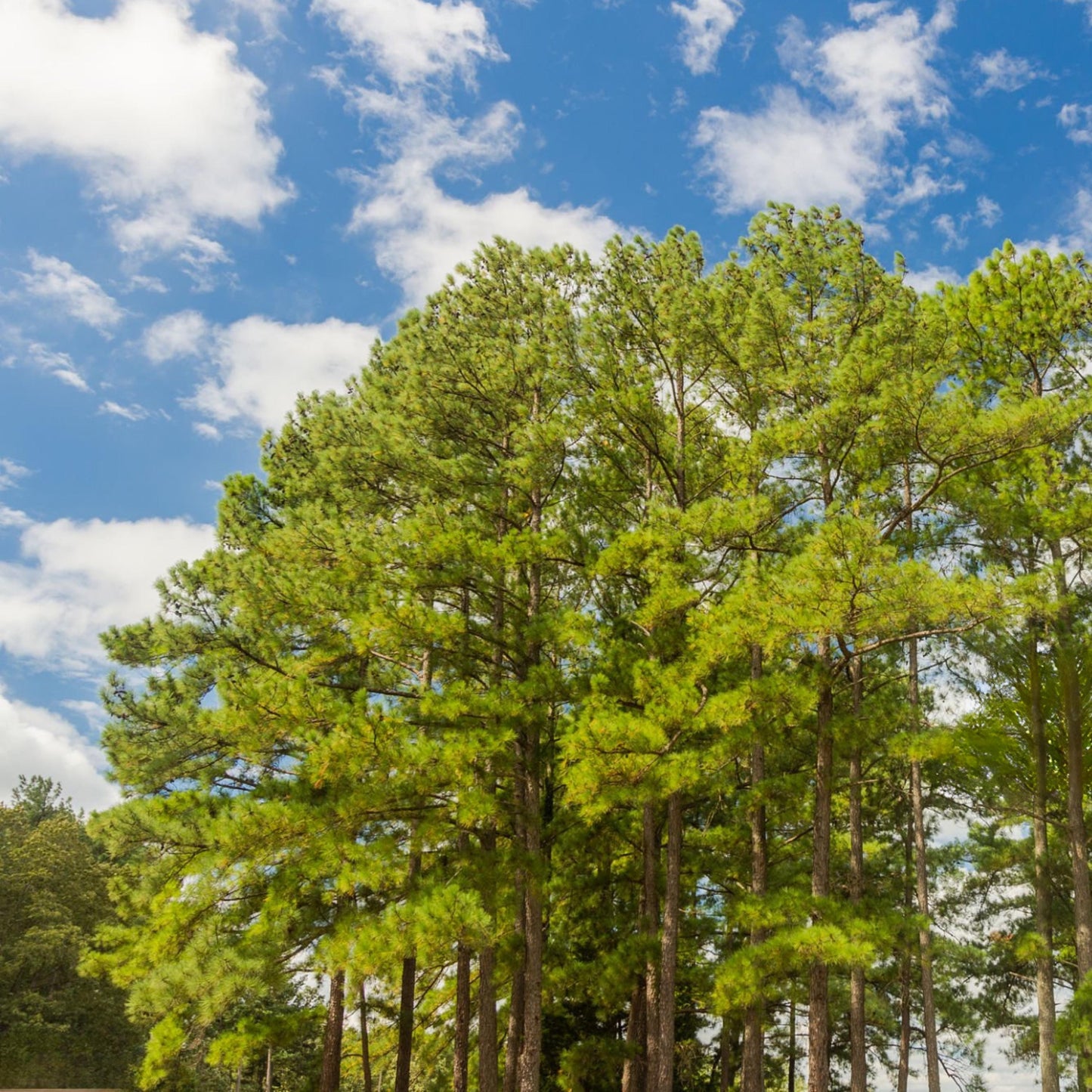 Improved Loblolly Pine Tree Seeds - (Pinus taeda)
