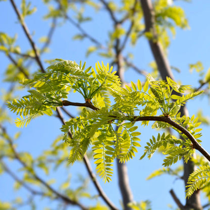 Thornless Honey Locust Tree Seeds-(Gleditsia triacanthos var. inermis)