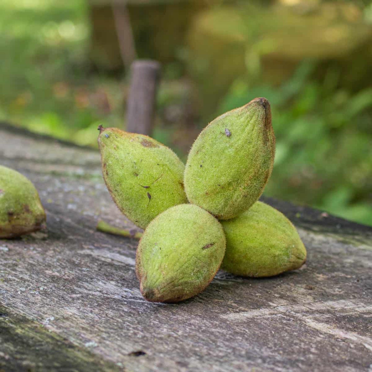 Butternut Tree Seeds-(Juglans cinerea)