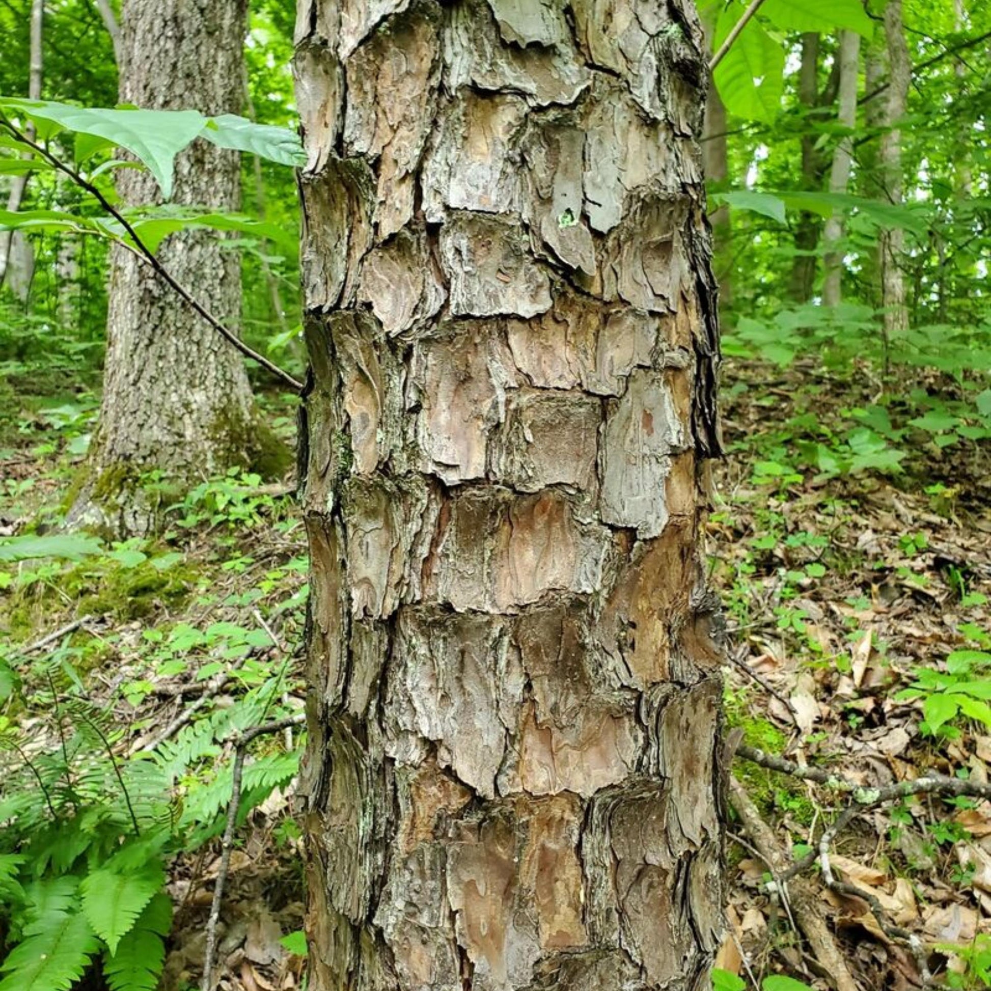 Close-up of a tree trunk in a forest