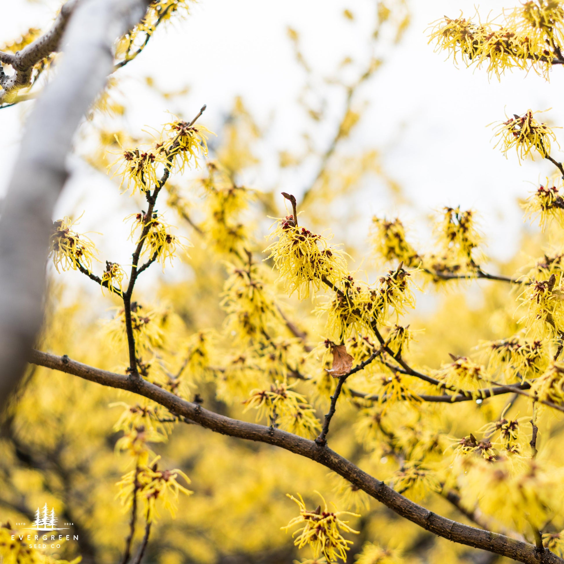 Close-up of yellow flower blossoms on a tree branch.