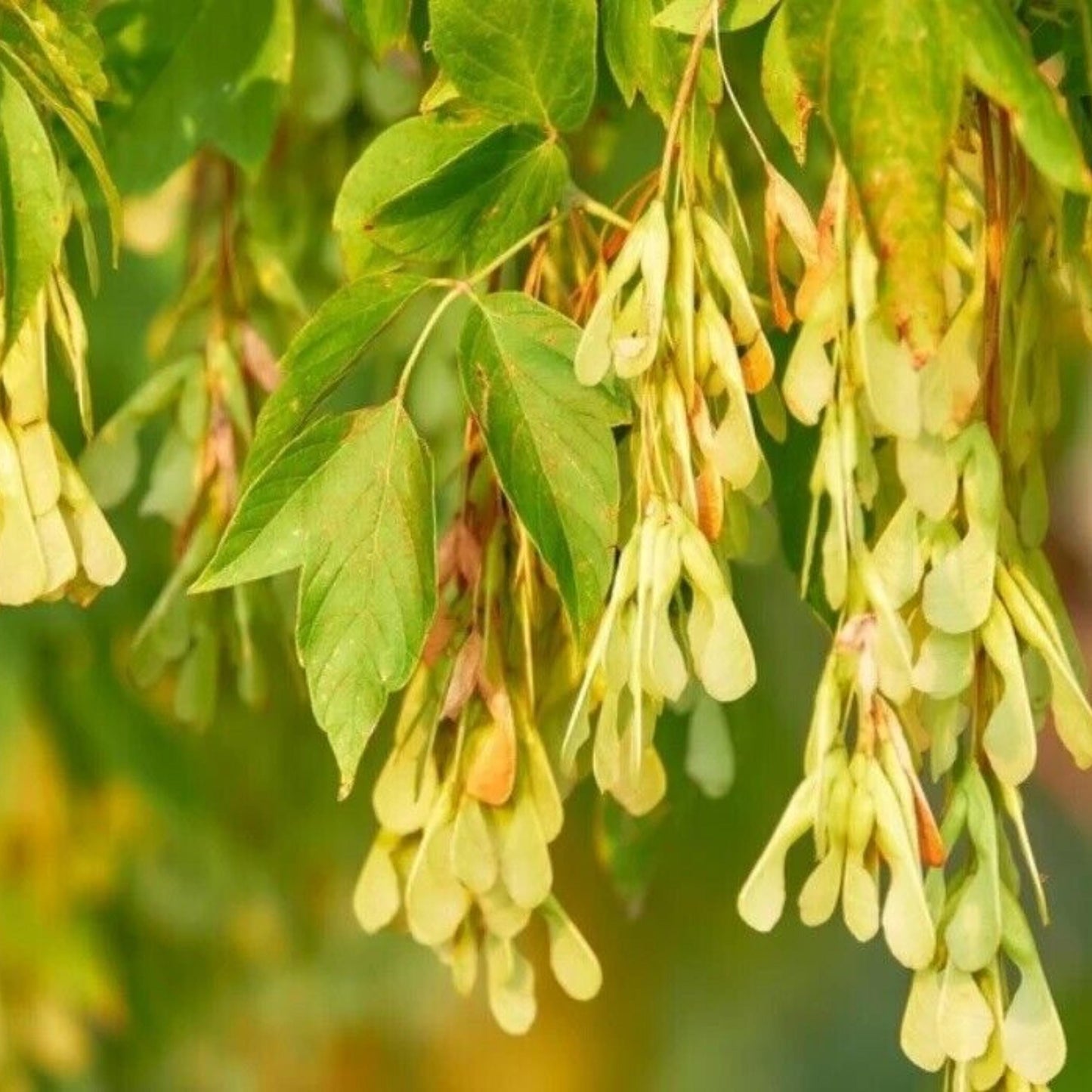Box Elder Tree Seeds-(Acer negundo)