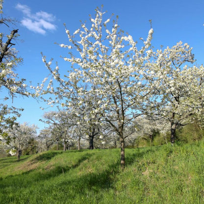 Black Cherry Tree Seeds – (Prunus serotina)