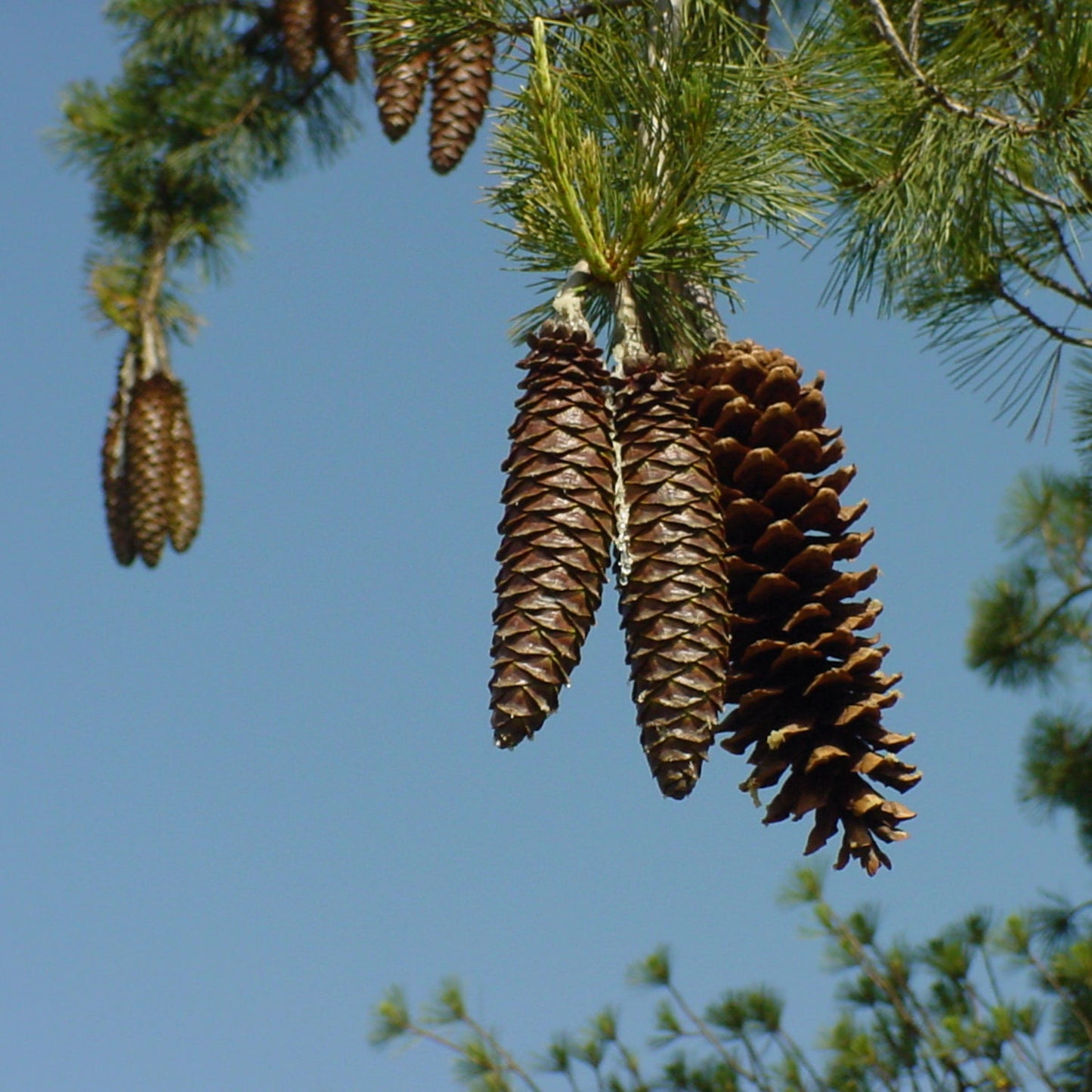 Sugar Pine cones hanging from a tree against a clear blue sky.