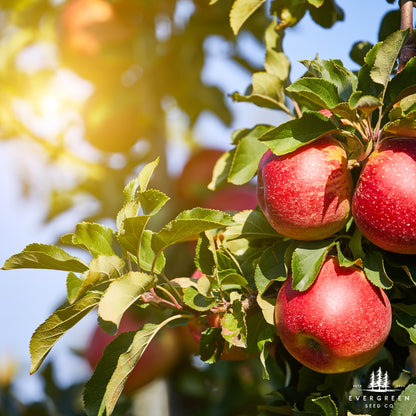 Paradise Apple Tree Seeds (Malus pumila)