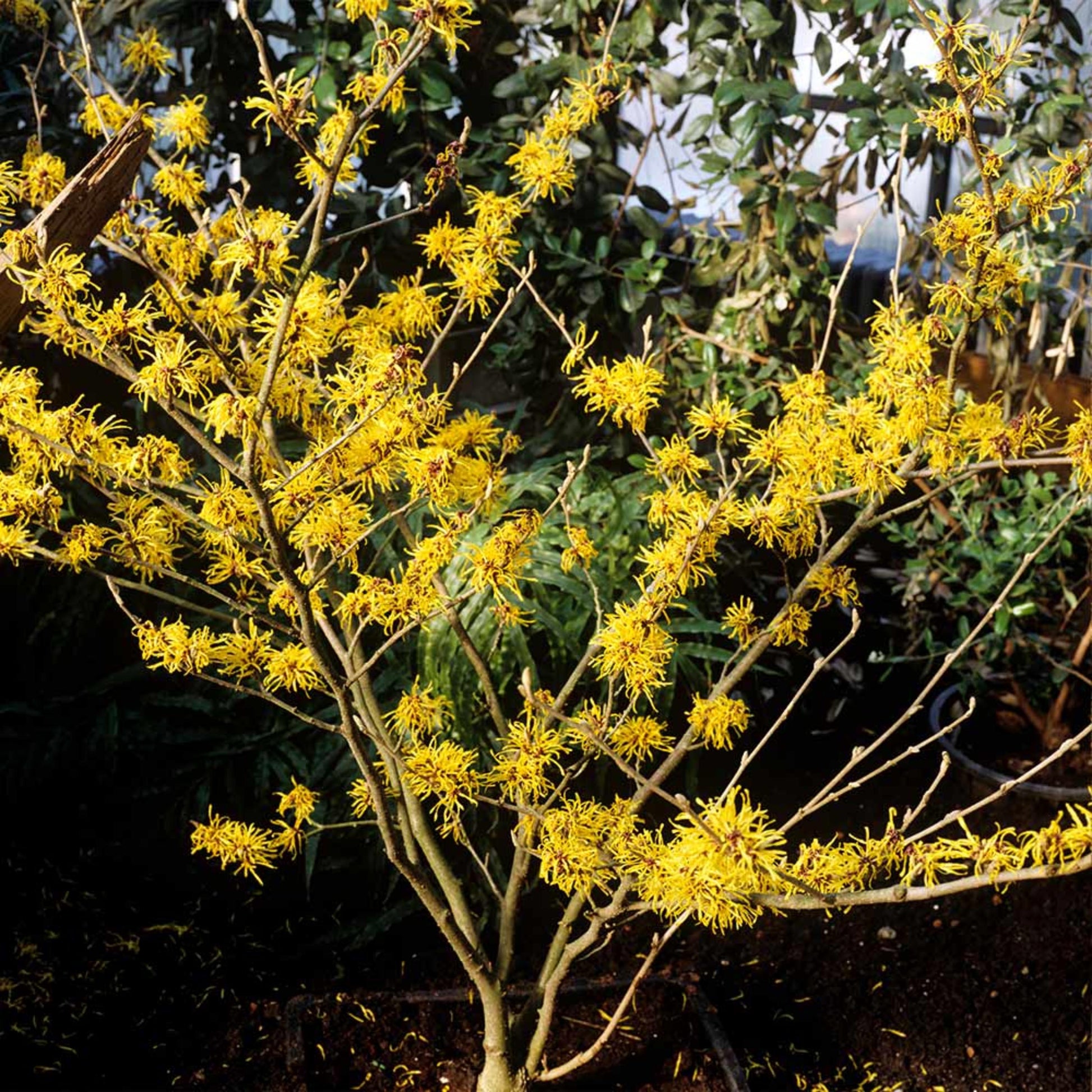 A young American Witch Hazel tree with fragrant yellow flowers blooming in late fall.