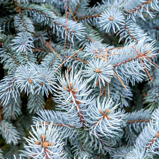 Colorado Blue Spruce-(Picea Pungens)