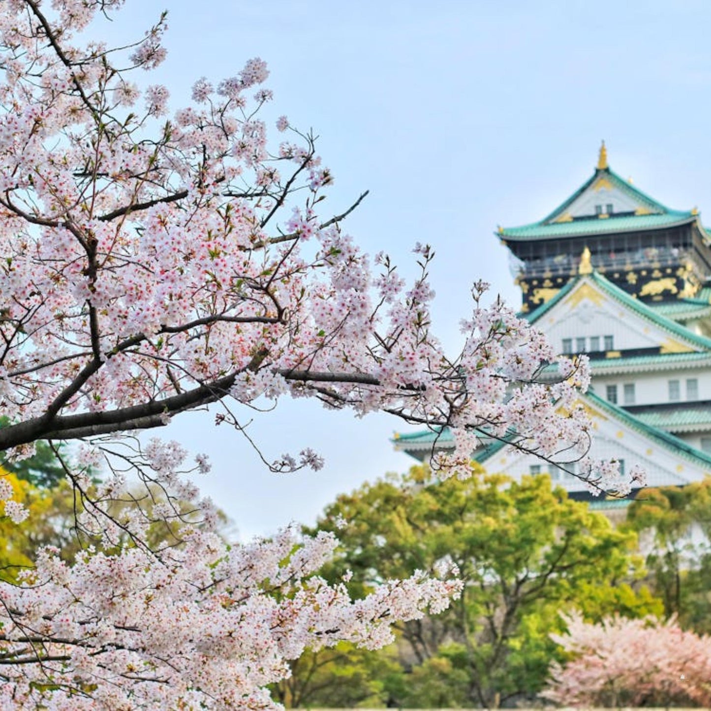 Japanese Mountain Cherry Tree 'Spontanea'-(Prunus serrulata 'Spontanea')