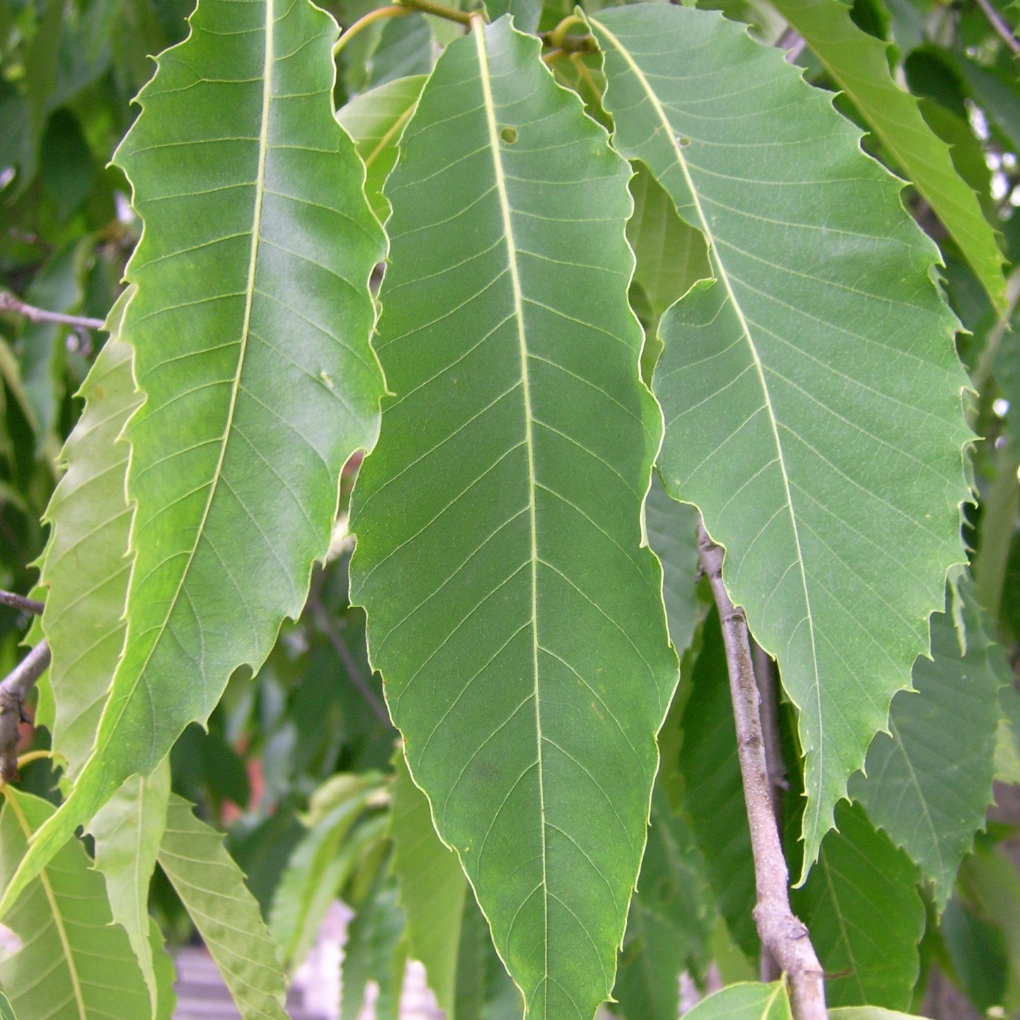 Dunstan Chestnut Tree Seeds (Castanea dentata hybrid)
