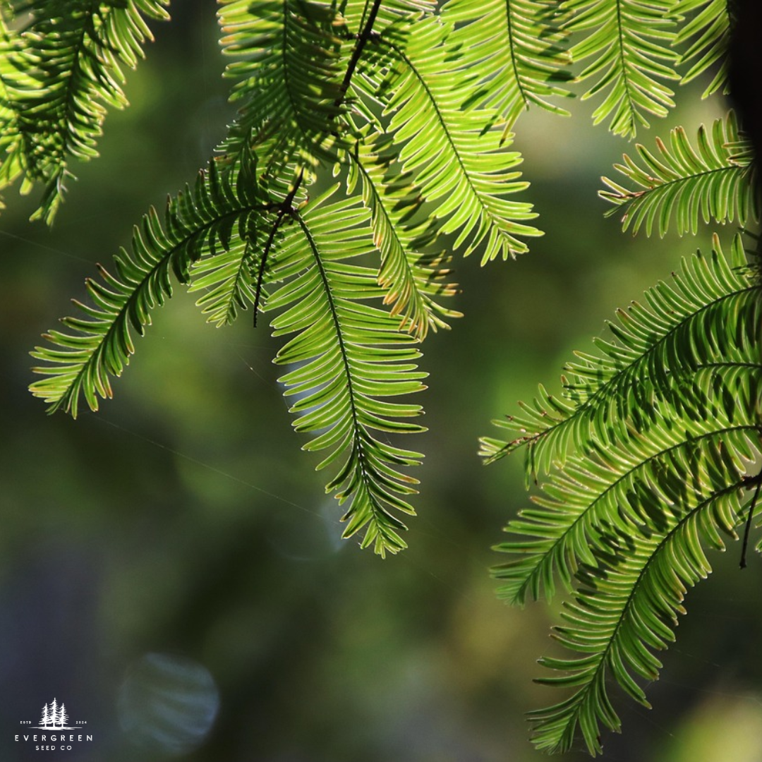 Dawn Redwood Tree Seeds-(Metasequoia glyptostroboides)