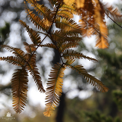 Dawn Redwood Tree Seeds-(Metasequoia glyptostroboides)