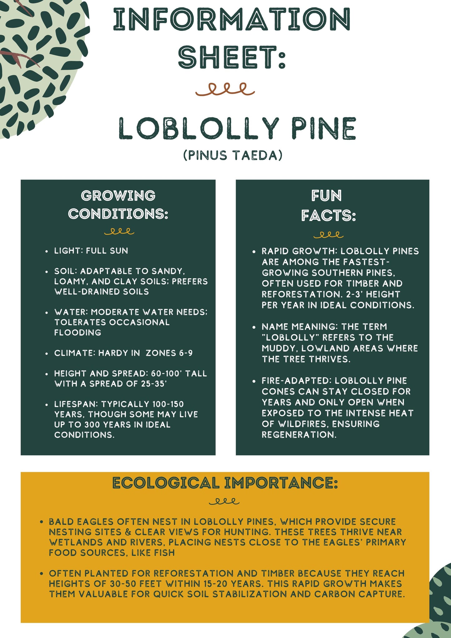 Improved Loblolly Pine Tree Seeds - (Pinus taeda)