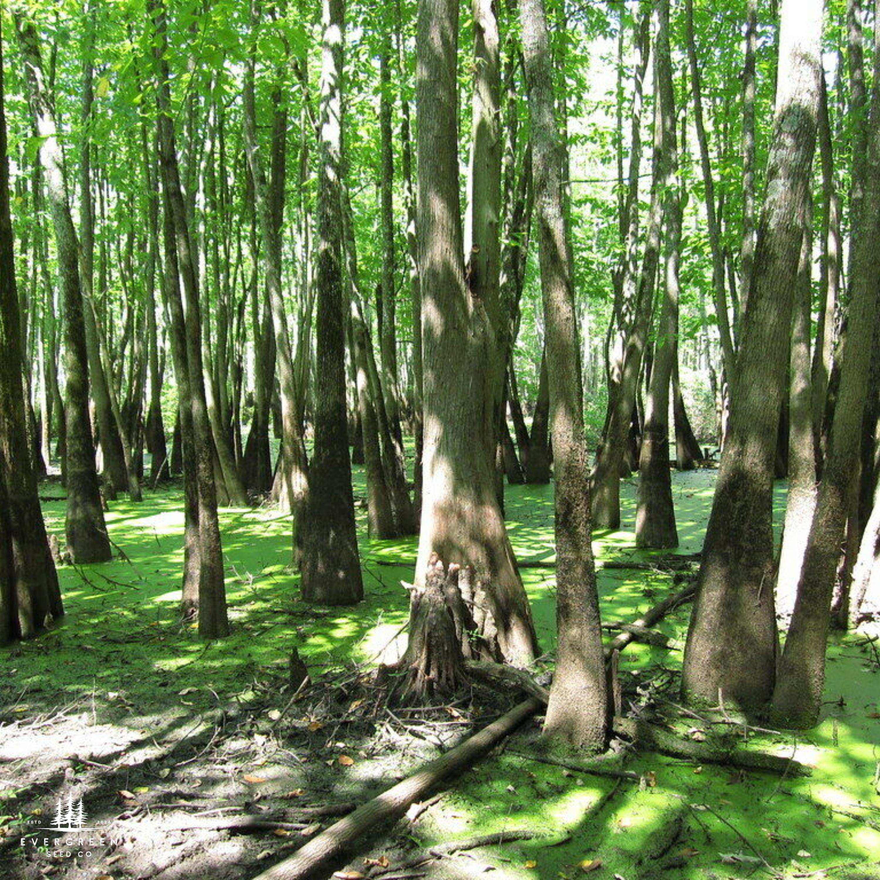 Swamp Tupelo Tree Seeds — Nyssa sylvatica var. biflora | Wetland Tree ...