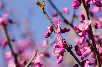 Western Redbud | California Redbud Tree Seeds | (Cercis occidentalis)
